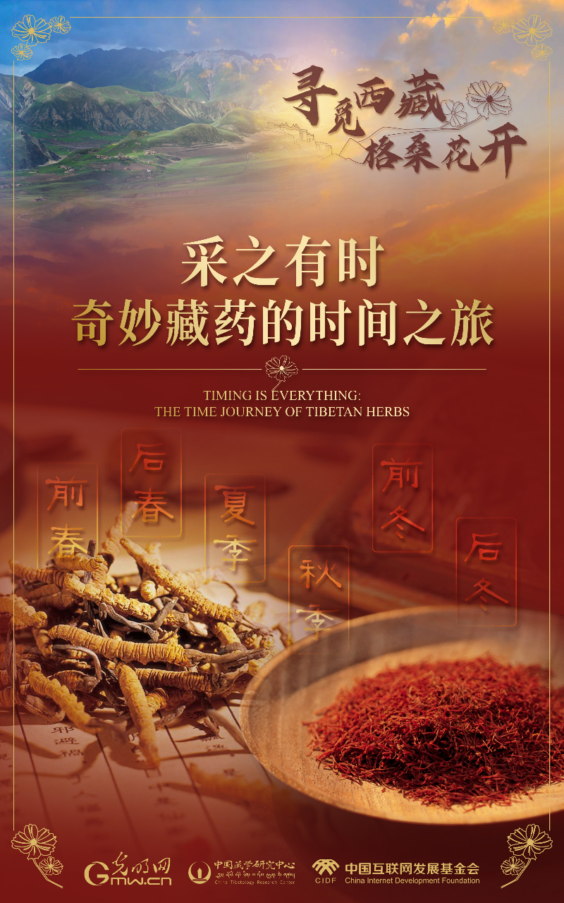 【尋覓西藏·格桑花開(kāi)】采之有時(shí):奇妙藏藥的時(shí)間之旅