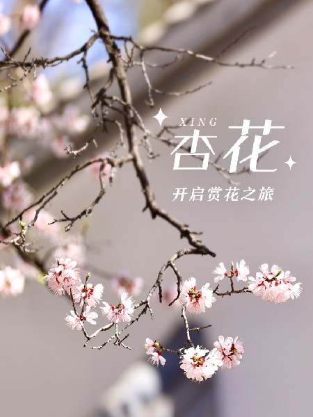 追花指南第六期！杏花雨 楊柳風(fēng) 北京最美的杏花在這里