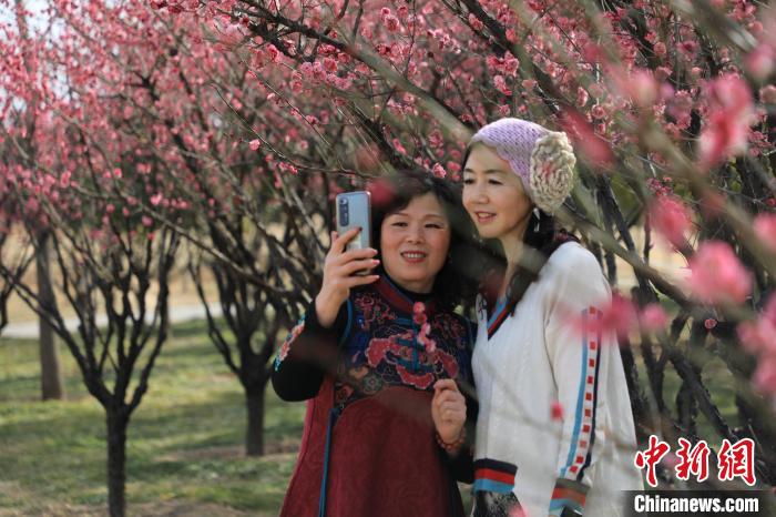 市民在梅花樹下拍照?！∴囆?攝
