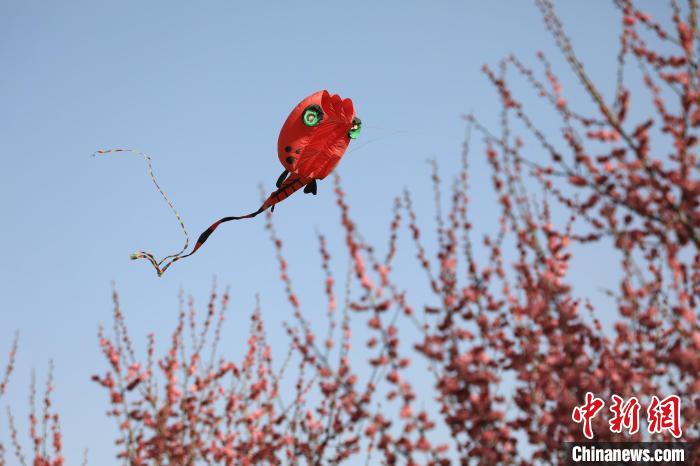 風(fēng)箏在花中飛舞。　鄧小強 攝