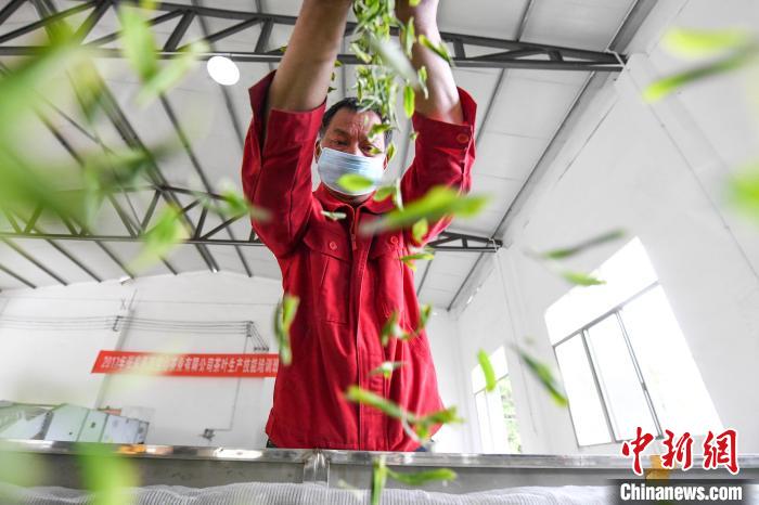 村民將茶葉攤青晾干?！钊A峰 攝