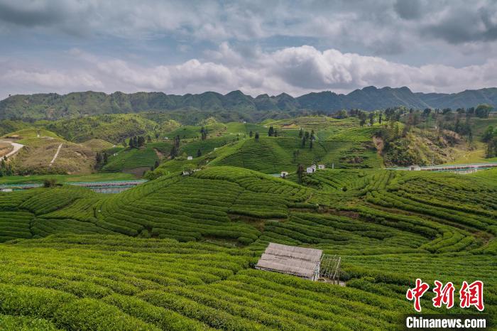 貴定縣云霧茶園?！√普?攝