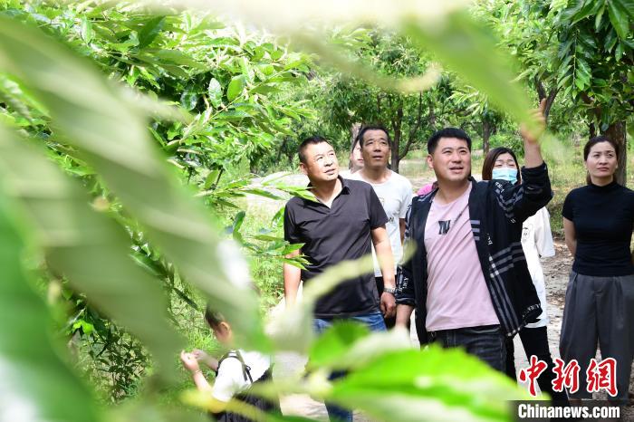 游客在欣賞栗樹(shù)花。　郝云崎 攝