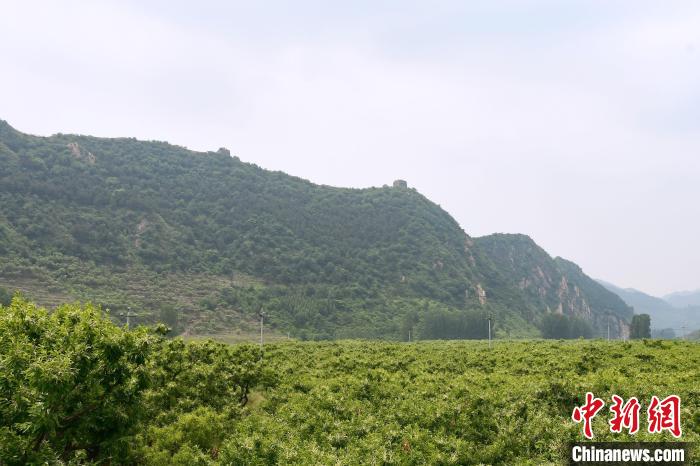 長(zhǎng)城腳下萬(wàn)畝栗花綻放，散發(fā)出淡淡清香?！『略破?攝