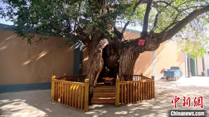 圖為阿河灘地質(zhì)文化村樹齡高達800年的空心古榆樹?！埡ｖ?攝