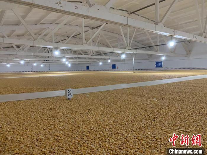 倉(cāng)內(nèi)清涼干爽、遍地金黃，上千平方米的糧食盡收眼底?！⊥趸萘?攝