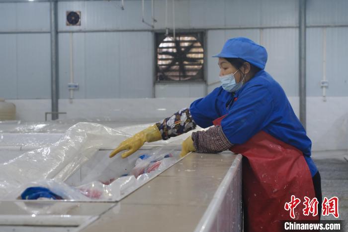 圖為一名工人正在檢查酸筍腌制情況。　劉俊聰 攝