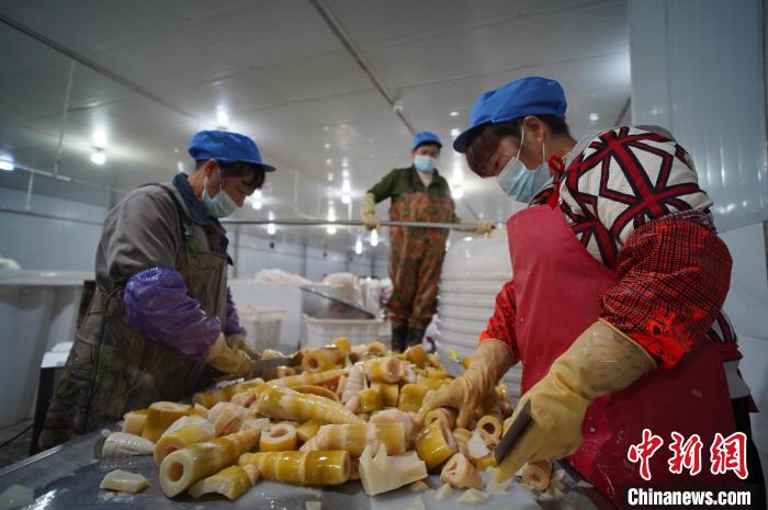 圖為多名工人正在將酸筍切成小塊?！№f國政 攝