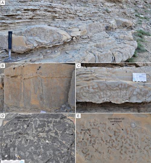 寒武系生物礁沉積模式示意圖?！∧瞎潘?供圖