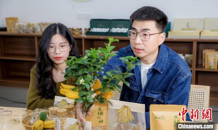 北山口村的佛手電商直播?！≈鬓k方供圖