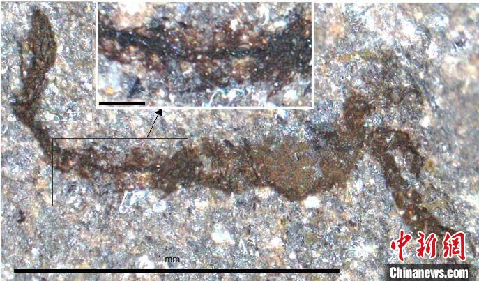 一個(gè)類似于寒武紀(jì)大附肢綱節(jié)肢動(dòng)物Yohoia的新物種(圖片來(lái)自Joe Botting)?！∈┢樟指瘛ぷ匀?供圖