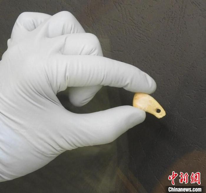 打孔鹿牙墜飾提取DNA后(圖片來(lái)自馬克斯·普朗克演化人類學(xué)研究所)?！∈┢樟指瘛ぷ匀?供圖