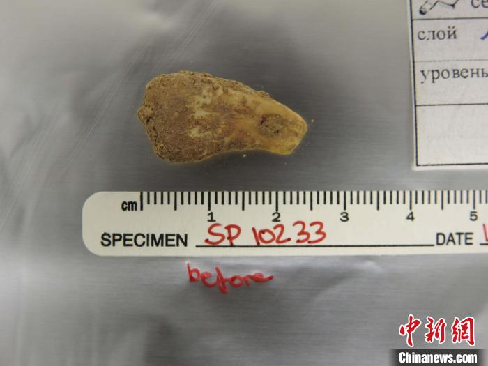 打孔鹿牙墜飾提取DNA前(圖片來(lái)自馬克斯·普朗克演化人類學(xué)研究所)?！∈┢樟指瘛ぷ匀?供圖