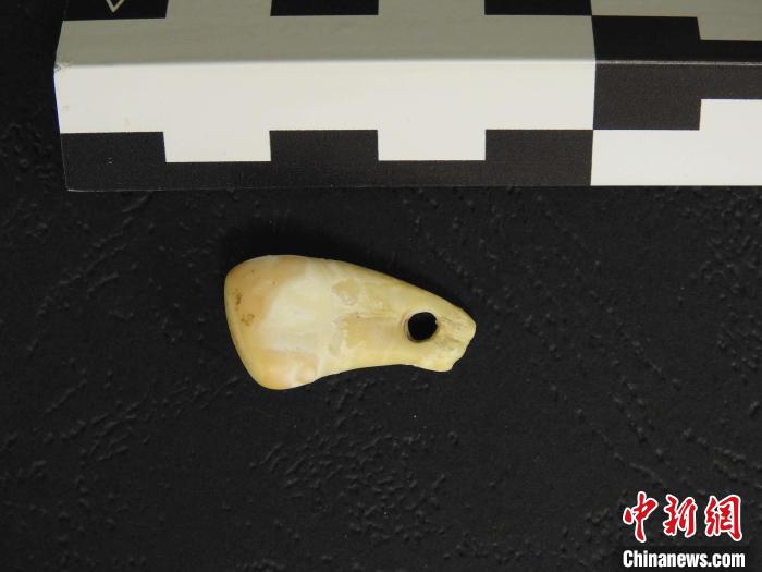 在南西伯利亞丹尼索瓦洞發(fā)現(xiàn)的打孔鹿牙墜飾(圖片來(lái)自馬克斯·普朗克演化人類學(xué)研究所)?！∈┢樟指瘛ぷ匀?供圖