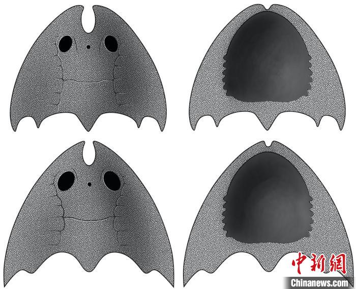 九江江夏魚(上)和后棘江夏魚(下)(史愛娟/繪)。　中科院古脊椎所 供圖