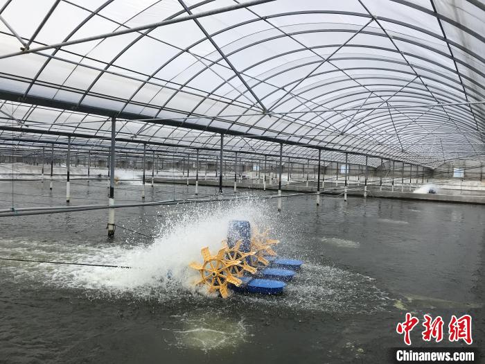 南美白對蝦養(yǎng)殖基地?！∠笊轿r蟹科技小院供圖