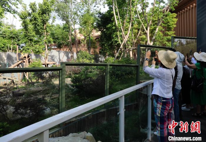 海外華文媒體近距離參觀大熊貓，探尋大熊貓的“大運(yùn)情緣”?！⊥趵?攝