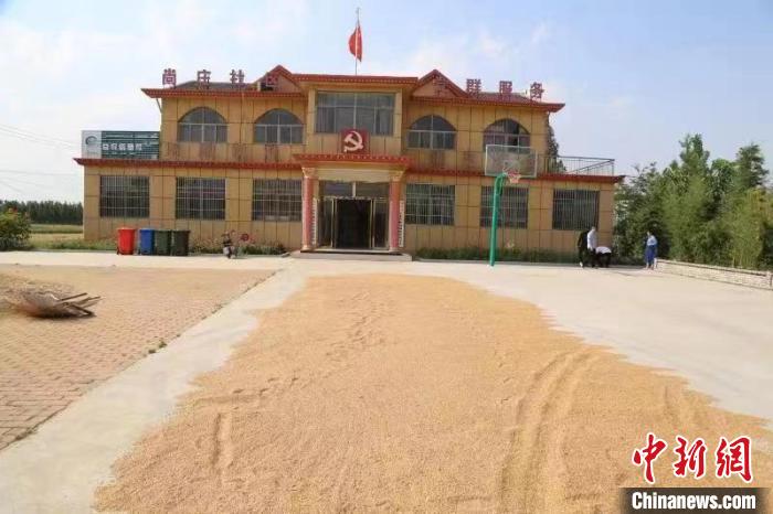 農(nóng)民在邳莊鎮(zhèn)尚莊村黨群服務(wù)中心大院里曬糧。　賈萌 攝
