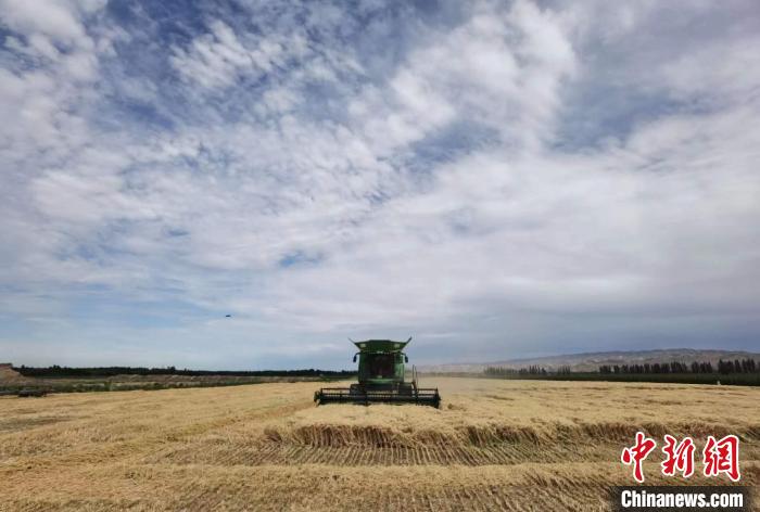 894.3公斤！石河子一麥田再創(chuàng)新疆冬小麥畝產(chǎn)新高