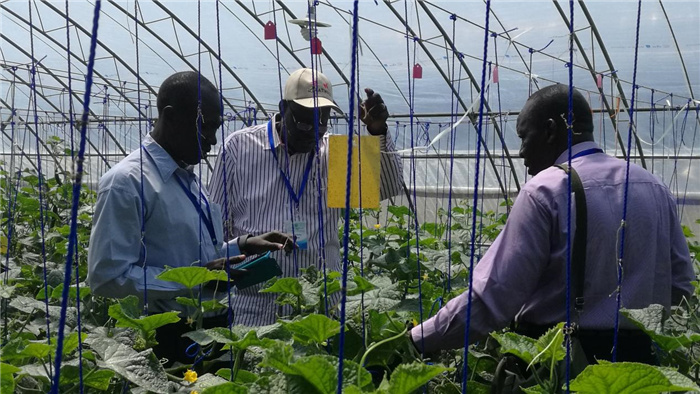 孫釗向當(dāng)?shù)剞r(nóng)戶講解粘蟲(chóng)板工作原理。受訪者供圖