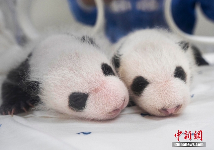 當(dāng)?shù)貢r(shí)間8月7日，韓國(guó)三星愛(ài)寶樂(lè)園公布雌性雙胞胎大熊貓幼崽(左為姐姐，右為妹妹)于6日拍攝的滿月照。愛(ài)寶樂(lè)園 供圖