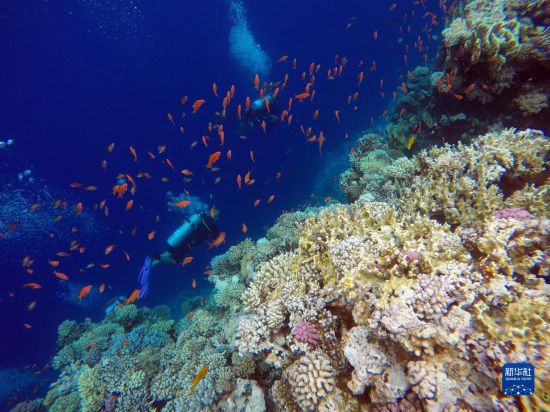  10月2日，人們在埃及西奈半島達哈布藍洞內(nèi)的珊瑚旁深潛。新華社記者 隋先凱 攝