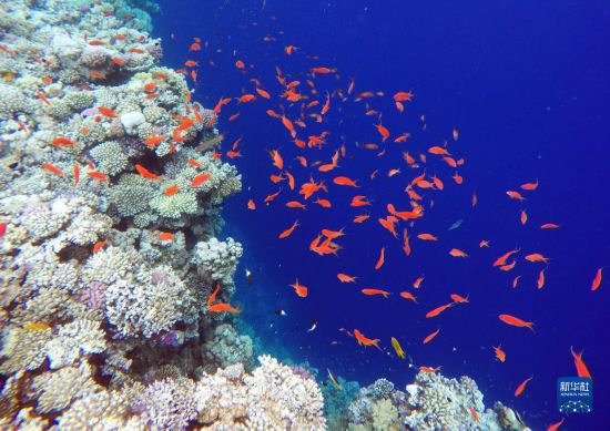  這是10月2日在埃及西奈半島達哈布藍洞內(nèi)拍攝的珊瑚和魚類。新華社記者 隋先凱 攝