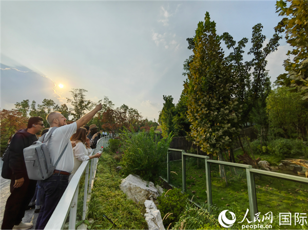 （“絲路獎”獲獎嘉賓在參觀成都大熊貓繁育研究基地。本報記者 王影迪攝）