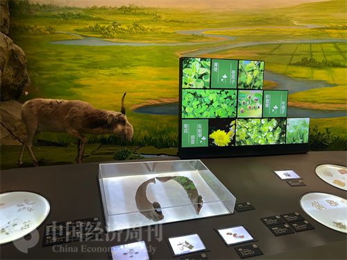   （中醫(yī)藥博物館展出的各類中藥材令人應(yīng)接不暇。中國(guó)經(jīng)濟(jì)周刊記者 郭志強(qiáng) 攝）