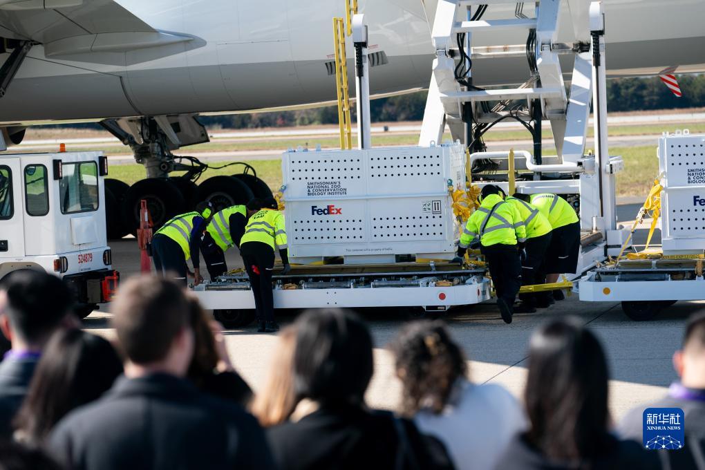 11月8日，在美國(guó)弗吉尼亞州的華盛頓杜勒斯國(guó)際機(jī)場(chǎng)，裝有大熊貓的特制“旅行包廂”準(zhǔn)備運(yùn)上專機(jī)。新華社記者劉杰攝