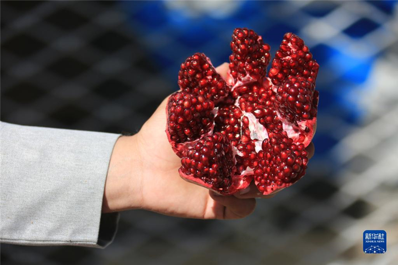 11月10日，在阿富汗首都喀布爾，商販展示產自阿富汗南部坎大哈省的石榴。新華社發(fā)（塞夫拉赫曼·薩菲攝）