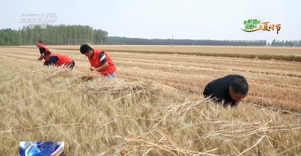 “三夏”生產(chǎn)思維導(dǎo)圖安排上了！還有政府大院等你來“曬”
