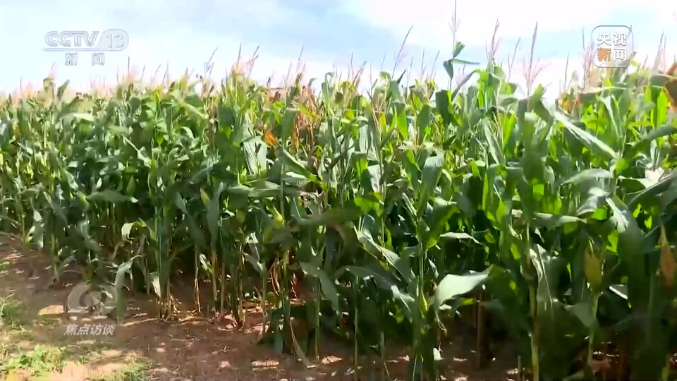 焦點(diǎn)訪談丨一粒良種 萬擔(dān)好糧 探索農(nóng)作物高產(chǎn)高質(zhì)“新密碼”