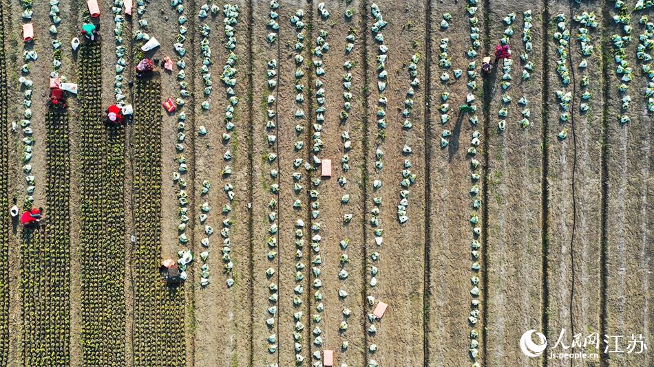 效佐社區(qū)村民對(duì)苗木進(jìn)行田間管理。丁華明攝