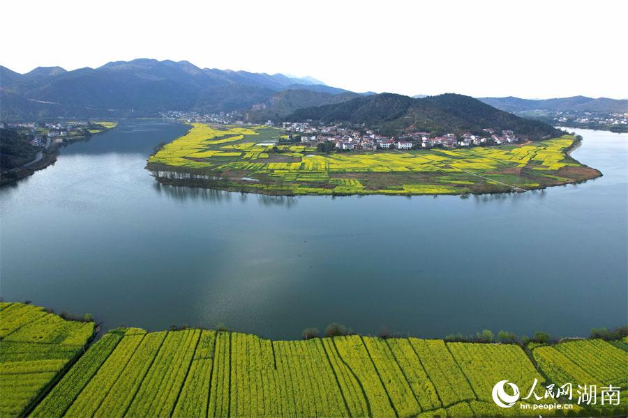 春江水暖，油菜花開(kāi)。人民網(wǎng) 李芳森攝