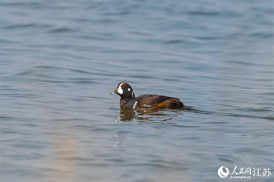 丑鴨首次現(xiàn)身鹽城黃海濕地。 周晨曦?cái)z