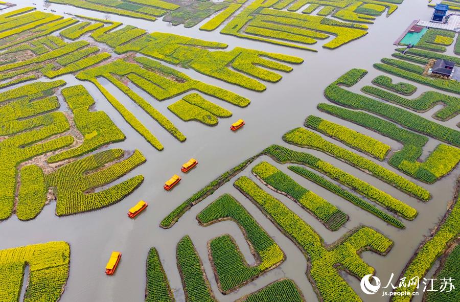 萬畝“垛田”陸續(xù)披上金裝。周社根攝