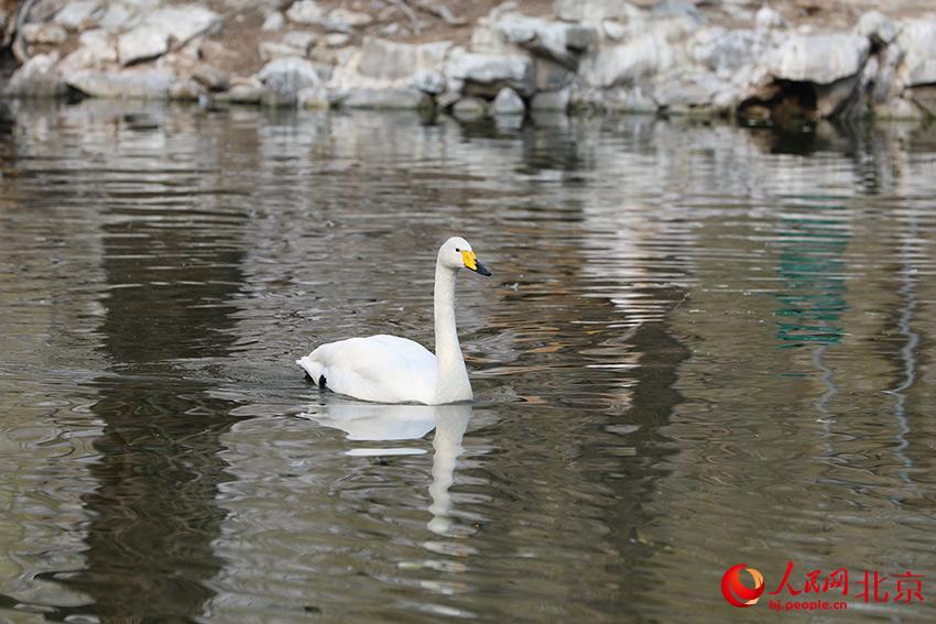 北京動(dòng)物園水禽湖上，水鳥游弋其中，傳遞春的消息。人民網(wǎng) 尹星云攝