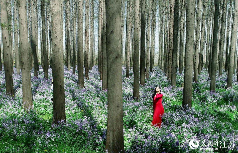 大地好像鋪上了夢(mèng)幻般的地毯，分外迷人。陳義寶攝