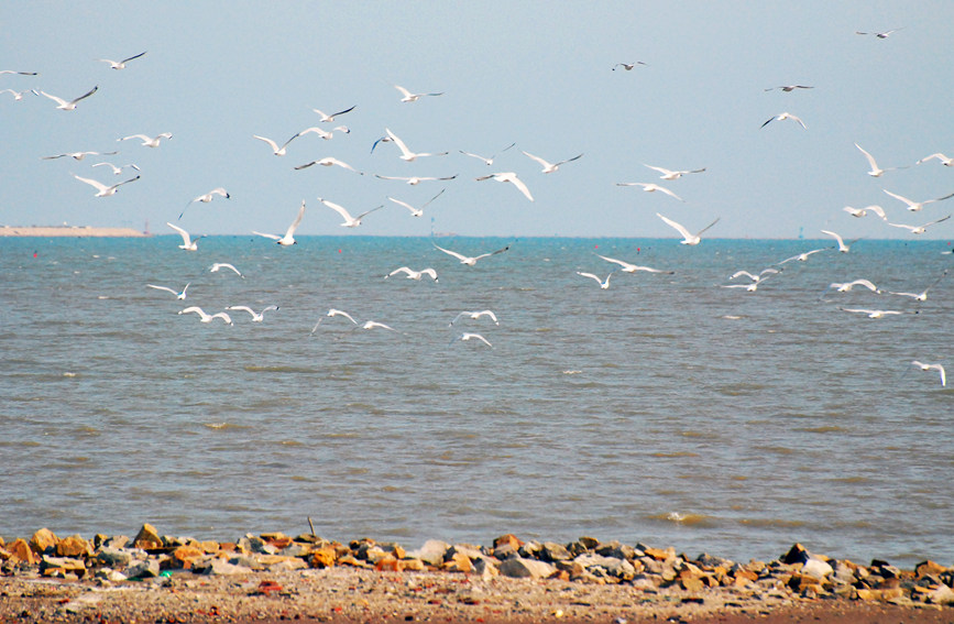 “鳥中大熊貓”遺鷗飛抵濱城。戈榮喜攝