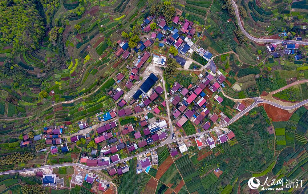 4月1日，紹興市新昌縣東茗鄉(xiāng)下巖貝村風光秀麗，茶園旖旎。人民網(wǎng) 章勇濤攝