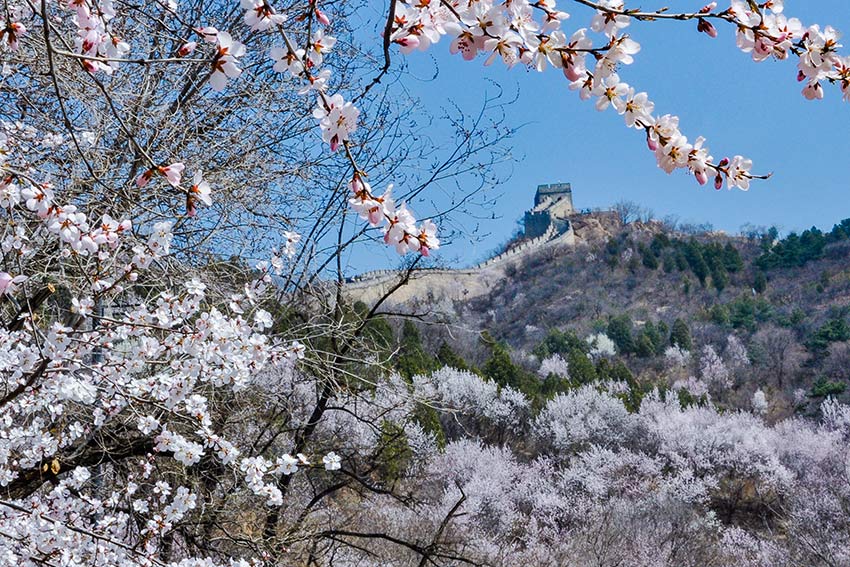眼下，八達嶺長城內(nèi)外春花爭艷。陸軍攝