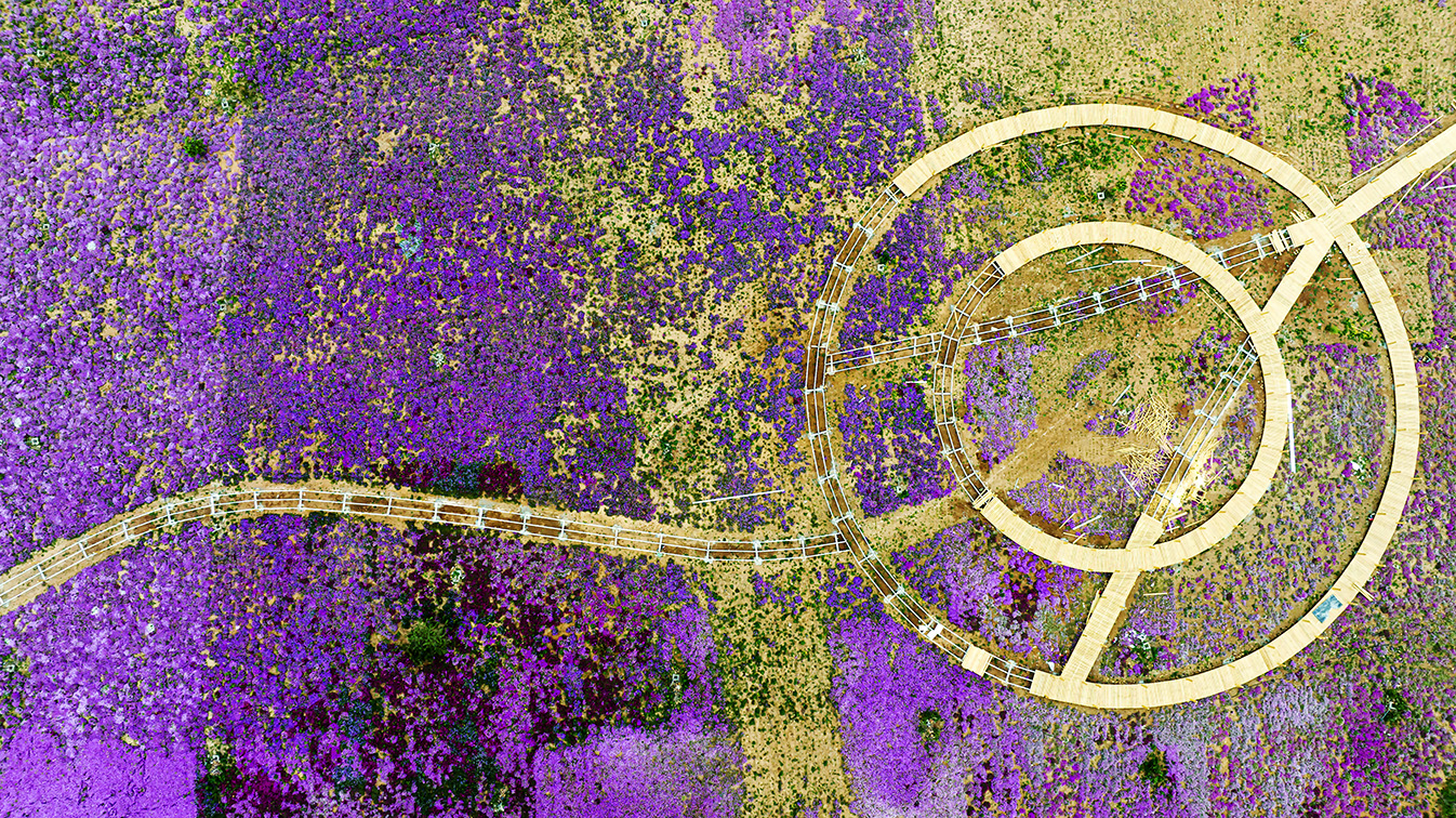 邯鄲市復興區(qū)德豐生態(tài)園的300畝芝櫻花進入最佳觀賞期。放眼望去，五彩音符和豎琴造型下的芝櫻花恰似披上了一層色彩斑斕的錦緞，蔚為壯觀。聶長青攝