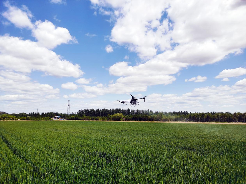 河北省遷安市扣莊鎮(zhèn)海沃之豐合作社利用植保無人機(jī)進(jìn)行“一噴三防”作業(yè)。 張友青攝