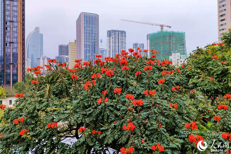 廈門(mén)火焰木進(jìn)入盛放期。人民網(wǎng) 陳博攝