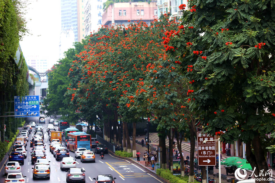 廈禾路兩側(cè)的行道樹(shù)頂猶如披上一層紅紗。人民網(wǎng) 陳博攝