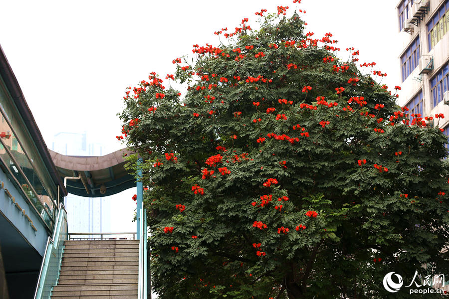 廈門(mén)市金榜公園BRT站旁的火焰木。人民網(wǎng) 陳博攝