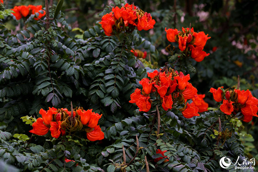 火焰木花朵聚成緊密的傘房式總狀花序。人民網(wǎng) 陳博攝