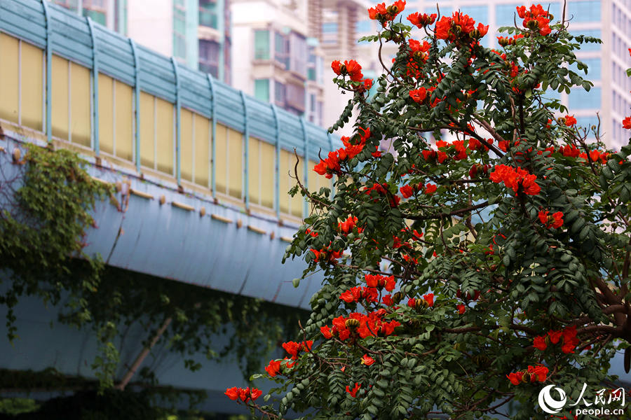 火焰木樹(shù)高10米以上，高度與BRT高架橋相當(dāng)。人民網(wǎng) 陳博攝