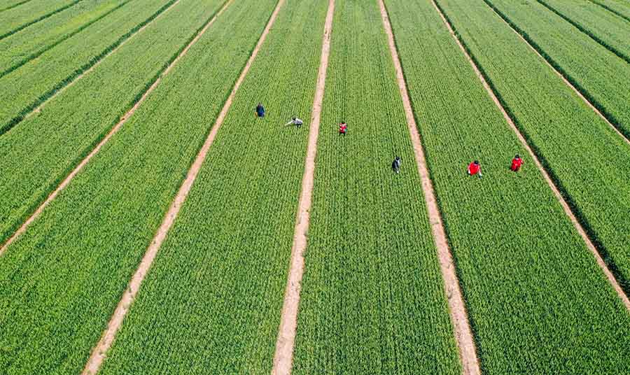 山東省鄒平市蔡家村高標準農(nóng)田，農(nóng)民在進行去雜作業(yè)。